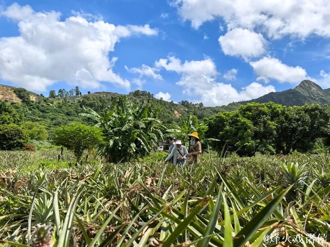 畅享无限精彩，菠萝视频在线等你体验